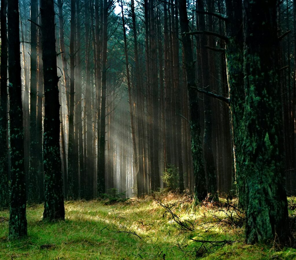 Picture of a forest