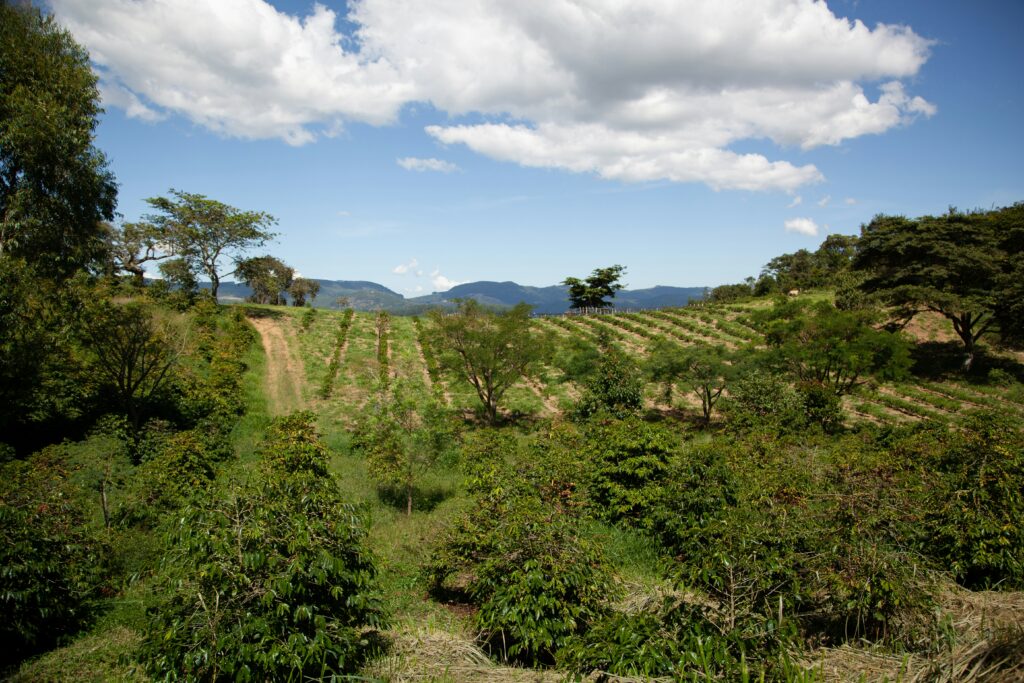 farm depicting agroforestry in Uganda