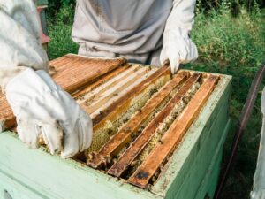 A beekeeper wearing gloves inspecting a bee hive, surrounded by a natural outdoor setting.