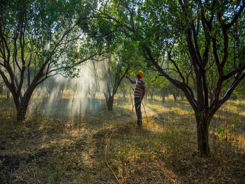 A man spraying water on trees in an orchard, nurturing the plants for healthy growth and fruit production.