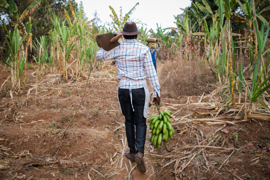 ack view of two African farmers in the fields holding the harvest and with hoes on their shoulders.